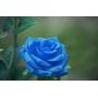 New Material Outdoor Realistic Solar Powered Rose Lights Flower Stake, for Garden Patio Yard Pathway Decoration, Blue