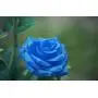 New Material Outdoor Realistic Solar Powered Rose Lights Flower Stake, for Garden Patio Yard Pathway Decoration, Blue