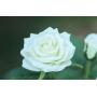 New Material Outdoor Realistic Solar Powered Rose Lights Flower Stake, for Garden Patio Yard Pathway Decoration, White New Material Outdoor Realistic Solar Powered Rose Lights Flower Stake, for Garden Patio Yard Pathway Decoration, White