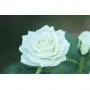 New Material Outdoor Realistic Solar Powered Rose Lights Flower Stake, for Garden Patio Yard Pathway Decoration, White