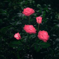New Material Outdoor Realistic Solar Powered Rose Lights Flower Stake, for Garden Patio Yard Pathway Decoration, Pink