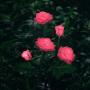New Material Outdoor Realistic Solar Powered Rose Lights Flower Stake, for Garden Patio Yard Pathway Decoration, Pink