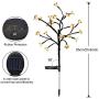 Solar Garden Lights Outdoor - 2 Pack Warm White Cherry Blossoms Flower Lights for Yard,Lawn,Pathway,Backyard,Christmas,Party