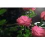 New Material Outdoor Realistic Solar Powered Rose Lights Flower Stake, for Garden Patio Yard Pathway Decoration, Pink