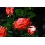 New Material Outdoor Realistic Solar Powered Rose Lights Flower Stake, for Garden Patio Yard Pathway Decoration, Orange