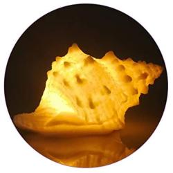 Portable Conch Shell Beach Themed Night Light w Timer for Kids Adults Bedroom Nightstand Lamp Nautical Lighting Battery Operated, Warm White