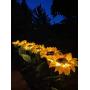 Solar LED Outdoor Lights | Sunflower Garden Lighting, Decorative Stake, Easy to Install, Large Realistic & Natural Looking Flowers for Courtyard, Front yard, Patio, Balcony, Entryway- 2Pc by 2BFFS.com