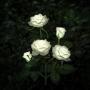 New Material Outdoor Realistic Solar Powered Rose Lights Flower Stake, for Garden Patio Yard Pathway Decoration, White New Material Outdoor Realistic Solar Powered Rose Lights Flower Stake, for Garden Patio Yard Pathway Decoration, White