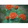 New Material Outdoor Realistic Solar Powered Rose Lights Flower Stake, for Garden Patio Yard Pathway Decoration, Orange