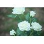 New Material Outdoor Realistic Solar Powered Rose Lights Flower Stake, for Garden Patio Yard Pathway Decoration, White New Material Outdoor Realistic Solar Powered Rose Lights Flower Stake, for Garden Patio Yard Pathway Decoration, White