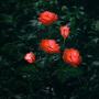 New Material Outdoor Realistic Solar Powered Rose Lights Flower Stake, for Garden Patio Yard Pathway Decoration, Orange