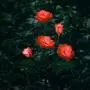 New Material Outdoor Realistic Solar Powered Rose Lights Flower Stake, for Garden Patio Yard Pathway Decoration, Orange
