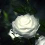 New Material Outdoor Realistic Solar Powered Rose Lights Flower Stake, for Garden Patio Yard Pathway Decoration, White New Material Outdoor Realistic Solar Powered Rose Lights Flower Stake, for Garden Patio Yard Pathway Decoration, White