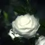 New Material Outdoor Realistic Solar Powered Rose Lights Flower Stake, for Garden Patio Yard Pathway Decoration, White