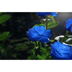New Material Outdoor Realistic Solar Powered Rose Lights Flower Stake, for Garden Patio Yard Pathway Decoration, Blue