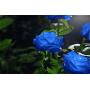 New Material Outdoor Realistic Solar Powered Rose Lights Flower Stake, for Garden Patio Yard Pathway Decoration, Blue
