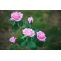 New Material Outdoor Realistic Solar Powered Rose Lights Flower Stake, for Garden Patio Yard Pathway Decoration, Pink