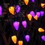 HAYATA C7 Bulbs Halloween String Lights 50 LED 24ft Strawberry Light for Outdoor, Indoor Decor - Fairy Lighting for Patio, Lawn, House, Bedroom, Window, Halloween Party Decorations, Purple Orange