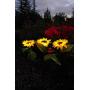 Solar LED Outdoor Lights | Sunflower Garden Lighting, Decorative Stake, Easy to Install, Large Realistic & Natural Looking Flowers for Courtyard, Front yard, Patio, Balcony, Entryway- 2Pc by 2BFFS.com