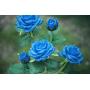New Material Outdoor Realistic Solar Powered Rose Lights Flower Stake, for Garden Patio Yard Pathway Decoration, Blue