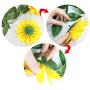 FLCSIed 2 AA Batteries Powered 20 LED Silver String Fairy Lights with Sunflowers and Timer Function, Warm White