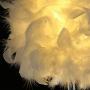 Feather lamp,White Beside Table lamp for Bedroom,Children,Wedding,Birthday,Vintage Deco Desk Light Free Light buld Include(A)