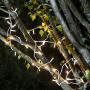 Amazon Basics 100 LED Commercial Grade Outdoor Christmas String Lights - White Rope, Warm White LED, 33-Foot, 2-Pack