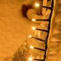 AWQ 500 LED 49ft Christmas Cluster Lights Christmas String Lights Decoration Lights for Christmas Home Garden Wedding Party Xmas Tree Bedroom Indoor Outdoor Decor