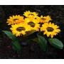 Solar LED Outdoor Lights | Sunflower Garden Lighting, Decorative Stake, Easy to Install, Large Realistic & Natural Looking Flowers for Courtyard, Front yard, Patio, Balcony, Entryway- 2Pc by 2BFFS.com