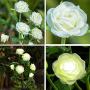 HAPJOY Solar Flower Lights Outdoor Waterproof Decorative LED Solar Powered Stake Lights,6 Rose Flower 1 Pack Lights for Patio Pathway Courtyard Garden Lawn (White)