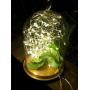Solar String Lights Warm White, Ankway 200 LED Solar Powered String Lights 3-Strand 8 Modes 72 ft Waterproof IP65 Solar Fairy Lights for Outdoor Home Window Bedroom Patio Garden Tree Wedding Party