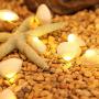 Joyathome Seashell String Lights 13.85ft 40 Warm White Led Waterproof Battery Operated Beach Themed String Lights for Bedroom Wedding Holiday Party Garden Indoor Outdoor Decorations