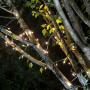 Amazon Basics 100 LED Commercial Grade Outdoor Christmas String Lights - Green Rope, Warm White LED, 33-Foot
