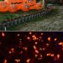 Twinkle Star C6 Halloween String Lights, 100 LED 33ft Fairy Lights with 29V Safe Adaptor, Indoor Outdoor Black Wire Light 8 Lighting Modes with Memory Function for Patio Xmas Tree Party Decor, Orange