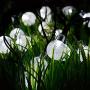 Solar String Lights Globe 33 Feet 60 Crystal Balls Waterproof LED Fairy Lights 8 Modes Outdoor Starry Lights Solar Powered String Light for Garden Yard Home Party Wedding Decoration (Cool White)