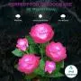 Solar Garden Lights Outdoor - Upgraded Realistic LED Solar Powered Rose Lights Flower Stake, Waterproof Solar Decorative Lights for Patio Pathway Courtyard Garden Lawn (Pink)