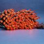 Clear Orange Incandescent Christmas Lights, 66 Ft Brown Wire 200 Mini Lights, UL Certified Holiday String Light, End to End Connectable Indoor & Outdoor Commercial Grade Lights Set (Clear Orange)