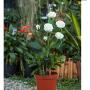 HAPJOY Solar Flower Lights Outdoor Waterproof Decorative LED Solar Powered Stake Lights,6 Rose Flower 1 Pack Lights for Patio Pathway Courtyard Garden Lawn (White)