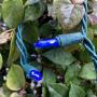 200 Blue Outdoor String Lights, Green Wire LED Lights String 66 Ft, UL Certified New Always on Mini Lights Set, for Indoor Outdoor Party, Garden, Patio.