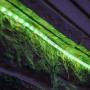 PERSIK 18 Feet Green Rope Light for Indoor and Outdoor use PERSIK 18 Feet Green Rope Light for Indoor and Outdoor use