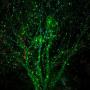 Poeland Christmas Laser Lights Projector Garden Lights for Home & Garden - Green Blue