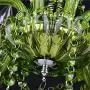 LAKIQ Crystal Modern Chandelier Lighting Fixtures Living Room Bedroom Hanging Pendant Light Candle Candelabras Shape Length Adjustable for Dining Room (Green, 6 Lights)