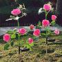 Fuzaws Solar Lights Outdoor Rose Flower, 2 Pack Solar Powered Garden Decorations with 10 Bigger Rose Flower, WaterproofLights for Garden Patio Yard Pathway Decoration (Pink Rose)