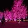 Christmas String Lights, FULLBELL 33ft 100 LEDs with Controller Fairy Twinkle Lights Decoration for Chirstmas Tree,Garden,Multi Stings Connectable(Transparent Wire)(Pink)