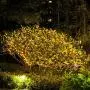 Solar String Lights, Sunlitec 100 LEDs Starry String Lights, Copper Wire Solar Lights Ambiance Lighting for Outdoor, Gardens, Homes, Dancing, Christmas Party 2 Pack