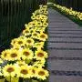 JHBOX Sunflower Decorative Solar Lights Outdoor Garden Stake, Patio Garden Solar Lights Outdoor, Sunflower Solar Garden Lights, Outdoor Patio Garden Sunflower Decor(2 Pack)