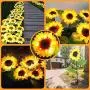 JHBOX Sunflower Decorative Solar Lights Outdoor Garden Stake, Patio Garden Solar Lights Outdoor, Sunflower Solar Garden Lights, Outdoor Patio Garden Sunflower Decor(2 Pack)