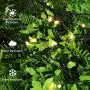 holahome Led Christmas String Lights Outdoor Indoor - 115Ft 300 LED UL Certified 8 Modes End to End Plug - Warm White Fairy Lights for Xmas Tree, Wedding, Patio, Garden, Holiday Decoration
