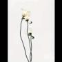 [Art Deco Flower Floor Lamp] 1pc Art Deco Flower Floor Lamp - 3-Color Temperature LED, Flexible Arm, Adjustable Lighting - Matte Metal & Plastic, Button Control, 110V-130V US Plug, Includes 3 Bulbs